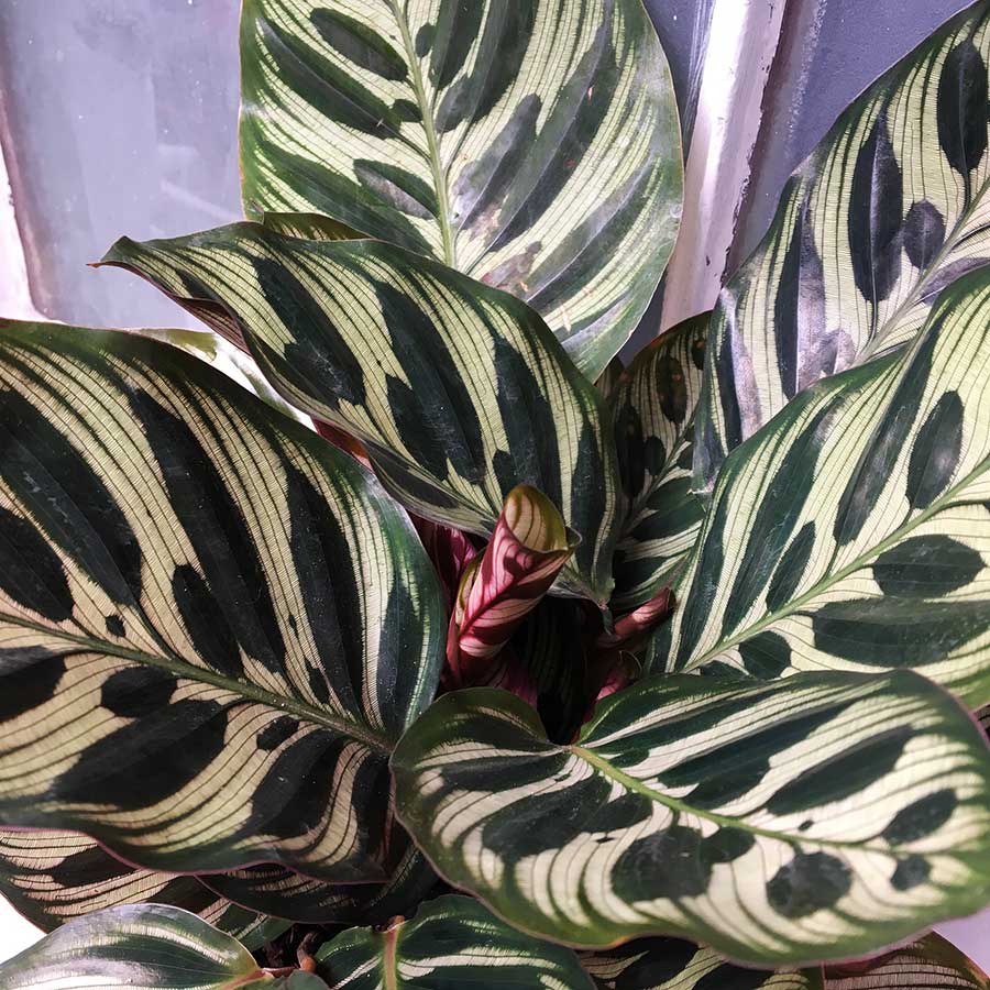 Calathea Makoyana - Imagen 2