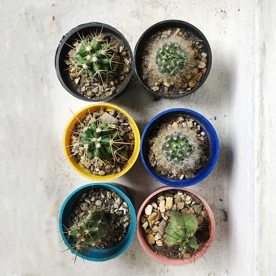 Cactus pequeño x6 - Imagen 3