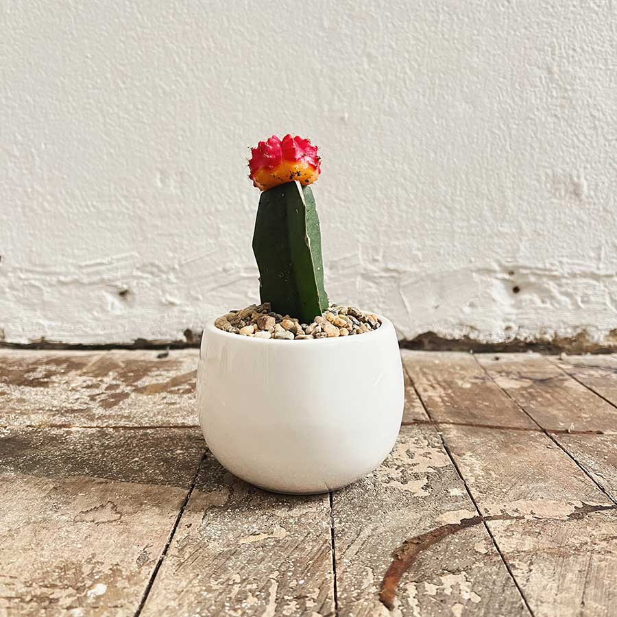 30 ideas para decorar con cactus y terrarios  Cactus injertado, Plantas  suculentas, Cactus y suculentas