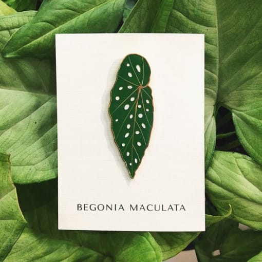 Pin Begonia Maculata