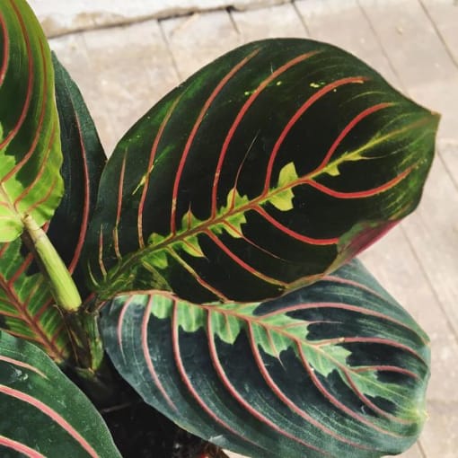 Maranta Leuconeura - Imagen 2