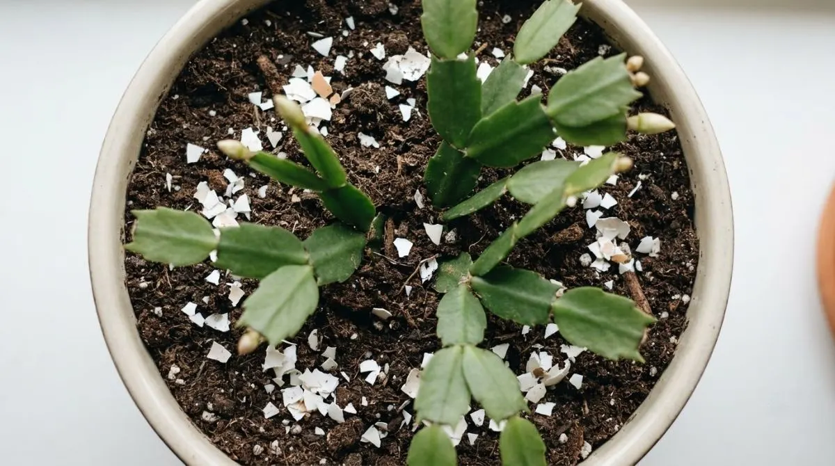 Egg shells on christmas cactus plant