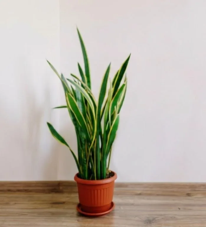 snake plant