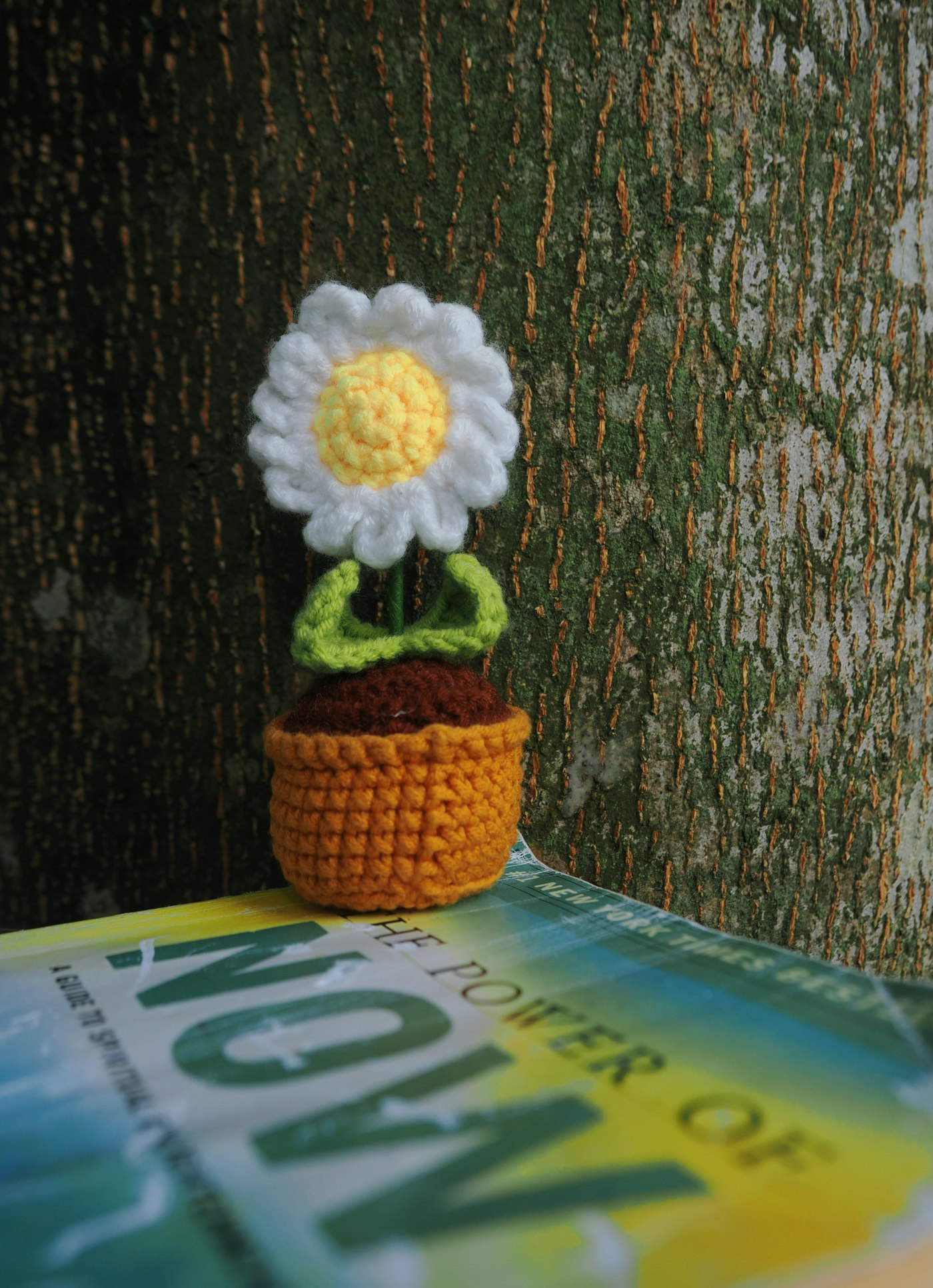 Girasol en maceta