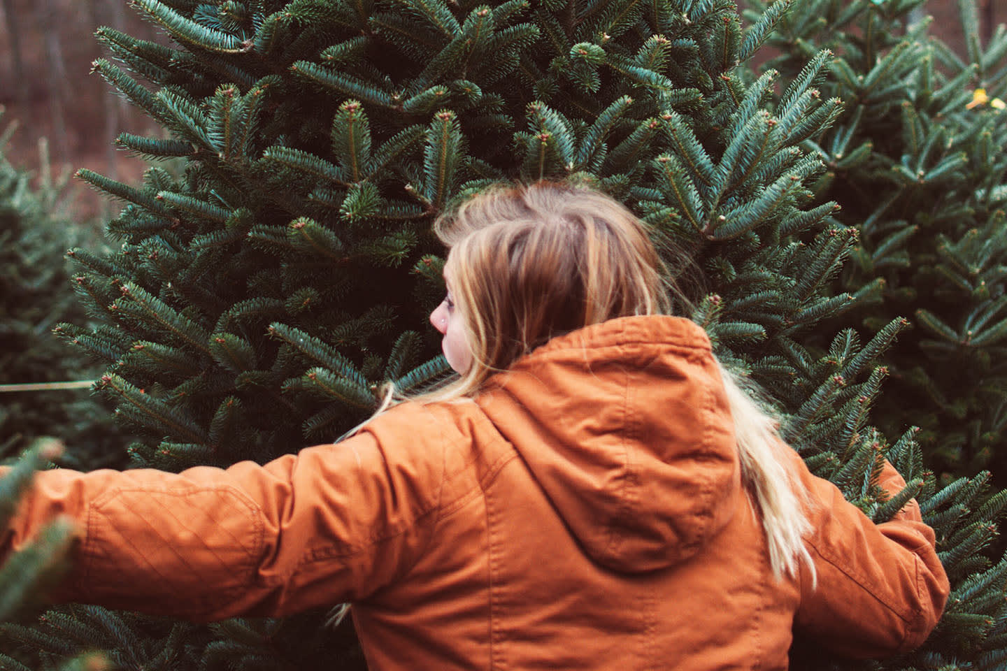 Where to find your Green Country Christmas tree Verified News Network