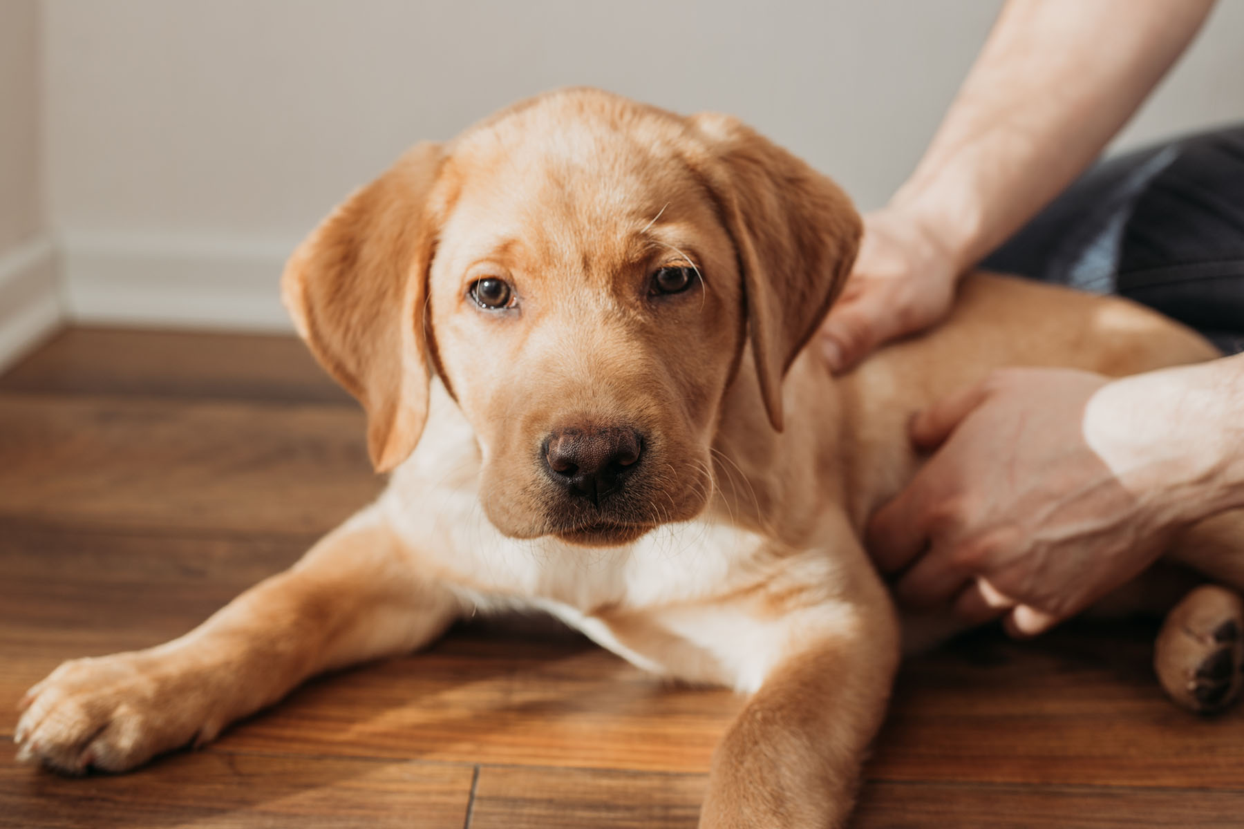 State police encourage emergency kits for pets
