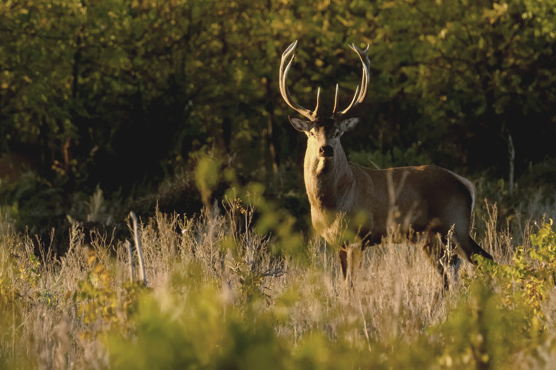 Wildlife Agreement Expands Opportunities for Tribal Citizens
