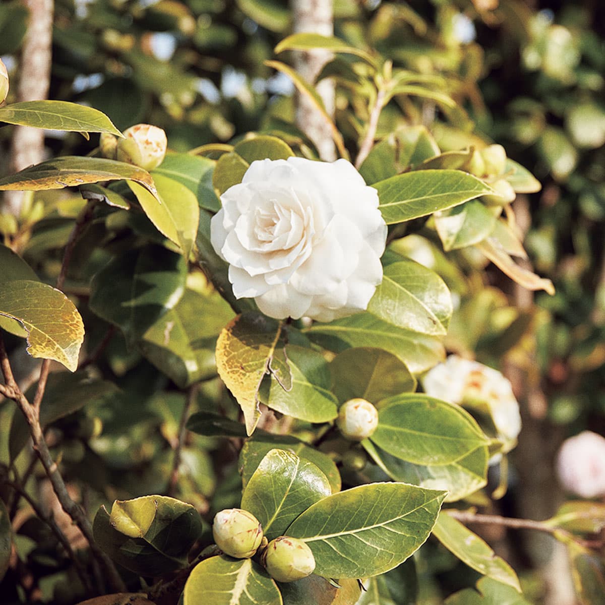 伝統と先進が融合するファームから。シャネルが愛したカメリアの物語