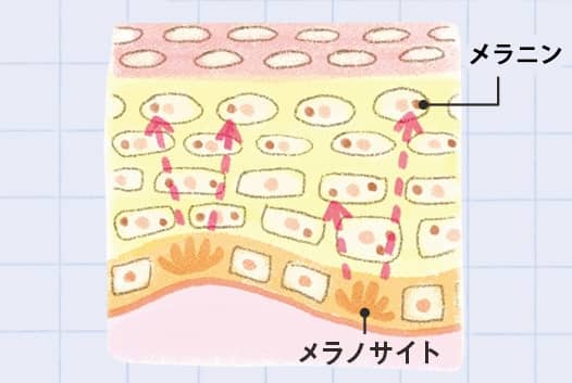 ビューティニュース 美白ケア のメカニズムや原因を徹底取材 最新 決定版 美白の新常識 美容メディアvoce ヴォーチェ ビューティニュース 美白ケア のメカニズムや原因を徹底取材 最新 決定版 美白の新常識 美容メディアvoce ヴォーチェ