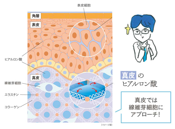 ビューティニュース 保湿 エイジングケアのカギ 知れば知る程深い ヒアルロン酸 のすべて 美容メディアvoce ヴォーチェ