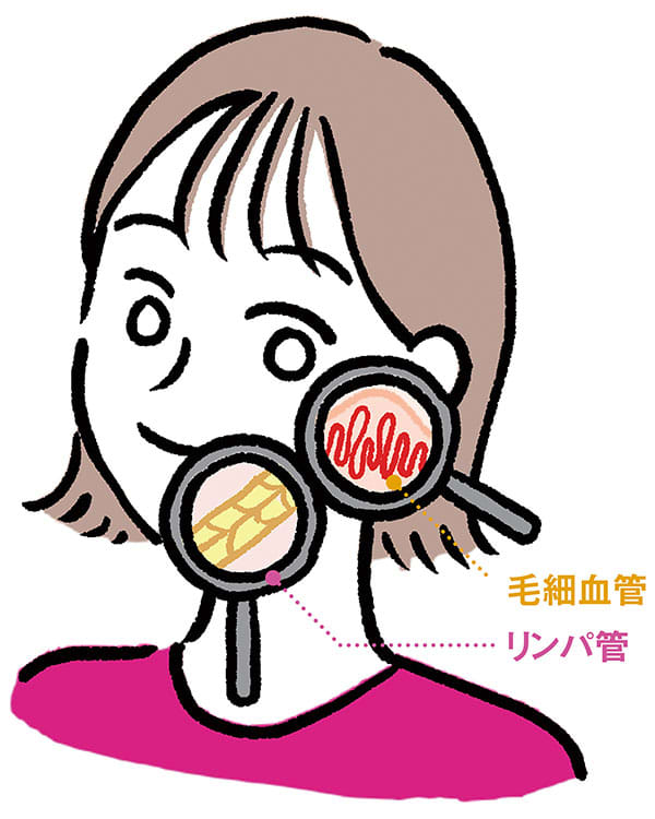 毛細血管/リンパ管