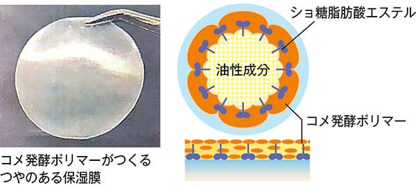 コメ発酵ポリマーがつくるつやのある保湿膜