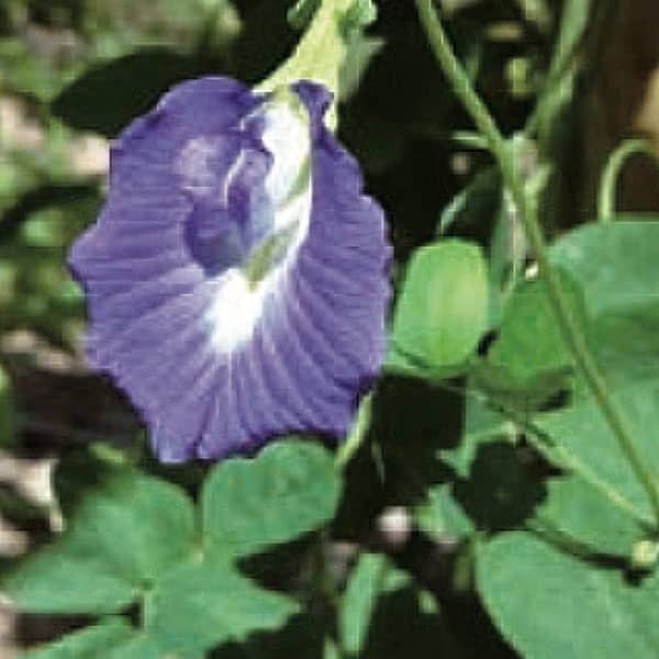 チョウマメの花