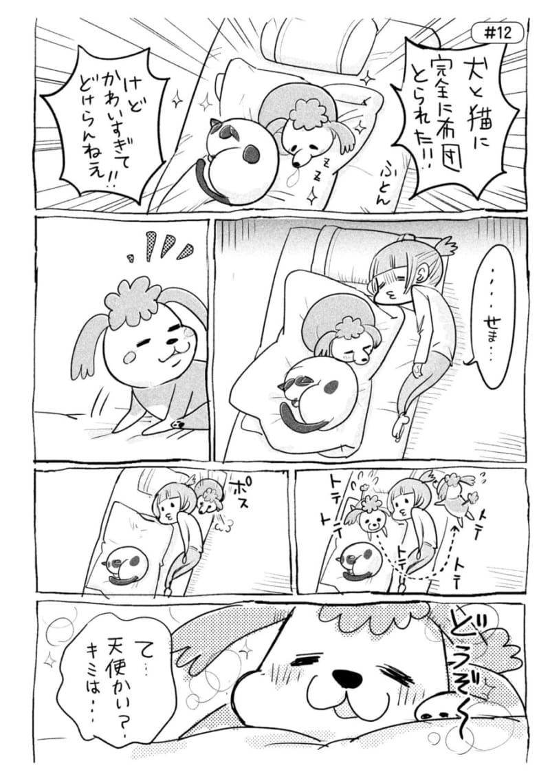 漫画 天使の犬くんvs悪魔の猫さま 犬猫どっちも飼ってると 究極の幸せ にたどり着いた Voceマンガサークル 美容メディアvoce ヴォーチェ 漫画 天使の犬くんvs悪魔の猫さま 犬猫どっちも飼ってると 究極の幸せ にたどり着いた Voceマンガサークル 美容メディアvoce ヴォーチェ