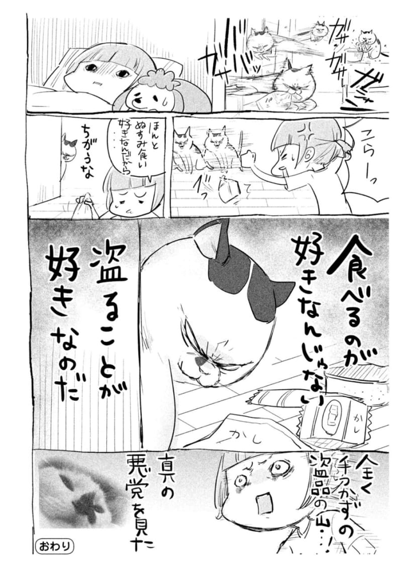 漫画 天使の犬くんvs悪魔の猫さま 犬猫どっちも飼ってると 究極の幸せ にたどり着いた Voceマンガサークル 美容メディアvoce ヴォーチェ 漫画 天使の犬くんvs悪魔の猫さま 犬猫どっちも飼ってると 究極の幸せ にたどり着いた Voceマンガサークル 美容メディアvoce ヴォーチェ