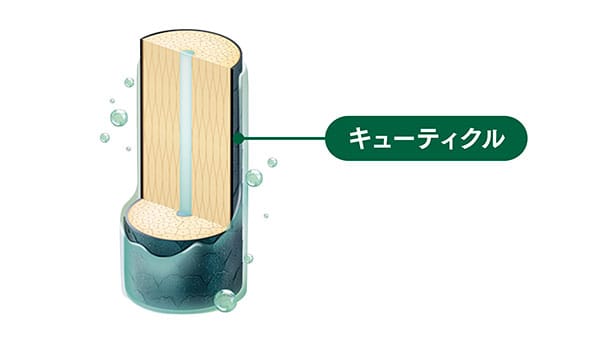 イラスト/髪の内部