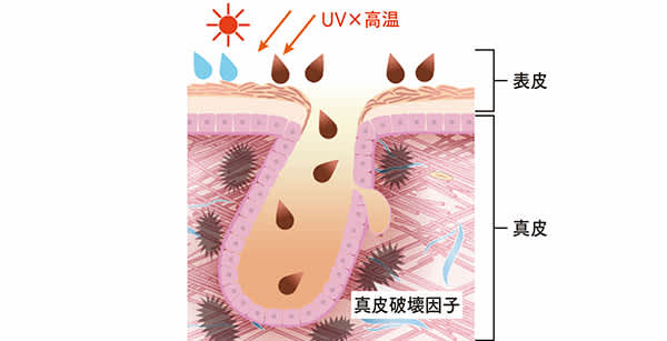 真皮破壊因子 イメージ図