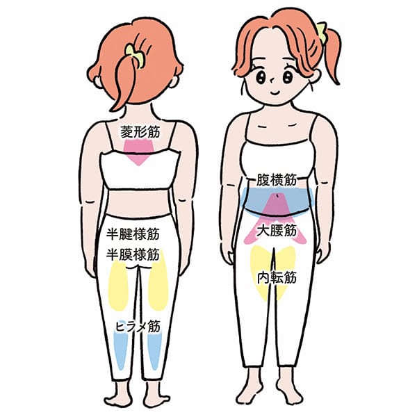 イラスト/菱形筋、腹横筋、大腰筋、半腱様筋、半膜様筋、内転筋、ヒラメ筋