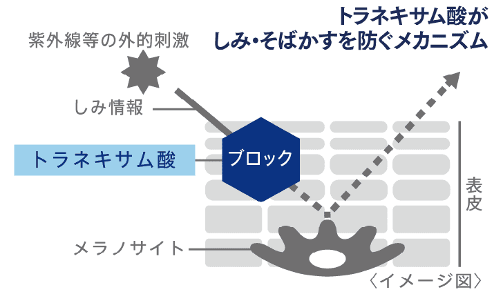 しみ・そばかすを防ぐメカニズム
