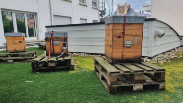 les trois ruches de la clinique de l'Orangerie 