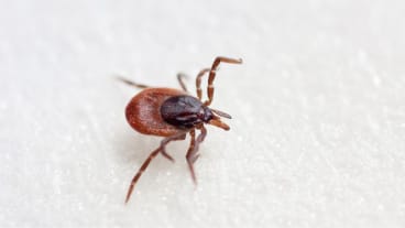 Fièvre hémorragique de Crimée-Congo : image d'un de ses vecteurs de transmission, la fameuse tique "géante" , Hyalomma marginatum.