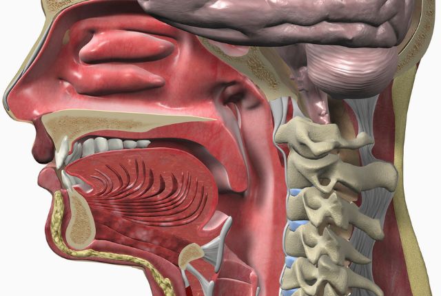 cancer de l'oropharynx. Image d'une tête de mannequin écorché vif" montrant l'intérieur de la gorge.