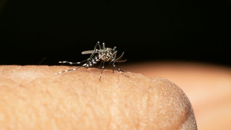Dengue en augmentation en France en 2024 : le moustique-tigre, vecteur de la maladie. Minuscule et rayé de blanc et noir.