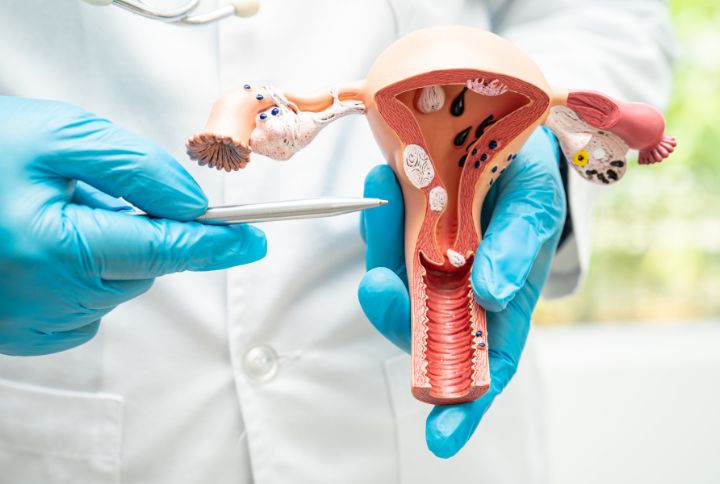 Perte blanche grossesse : image d'un médecin montrant une maquette de l'appareil reproducteur féminin