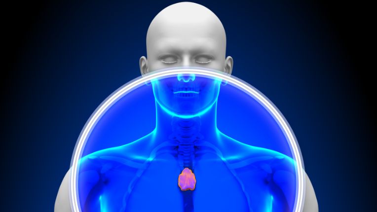 Opération du thymus par robot à Agen. image qui figure l'emplacement du thymus au travers de rayons X.