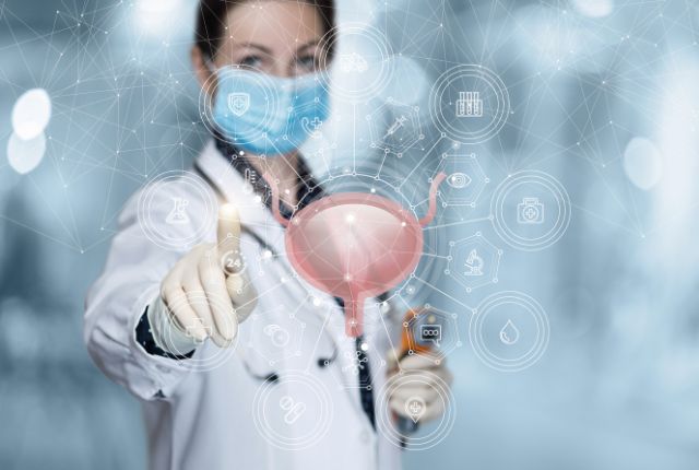 Opération de l'adénome ou hypertrophie de la prostate : une urologue examine le système urinaire en utilisant un modèle de prostate sur un écran transparent.