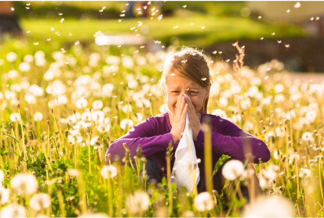 Allergie au pollen, rhume des foins : jeune fille éternuant dans un champ jonché de fleurs.