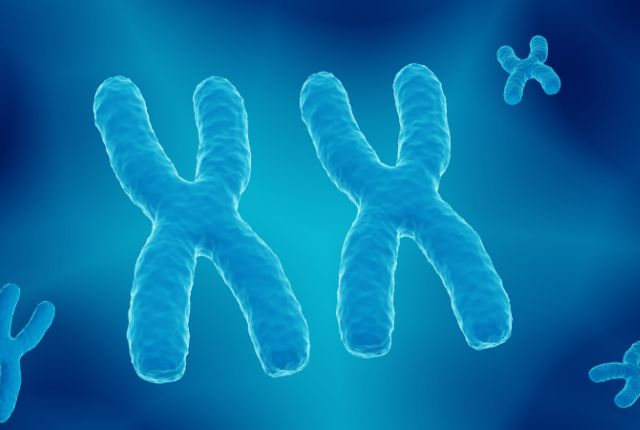 Le syndrome de Turner est une maladie chromosomique caractérisée par l'absence ou l'altération d'un deux chromosomes X.