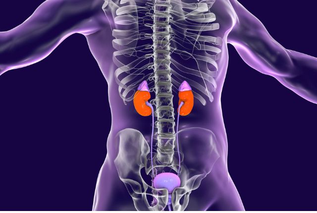 Colique néphrétique : image de synthèse de l'arbre urinaire avec les deux uretères qui partent des rein (uretères où peut se loger un calcul).