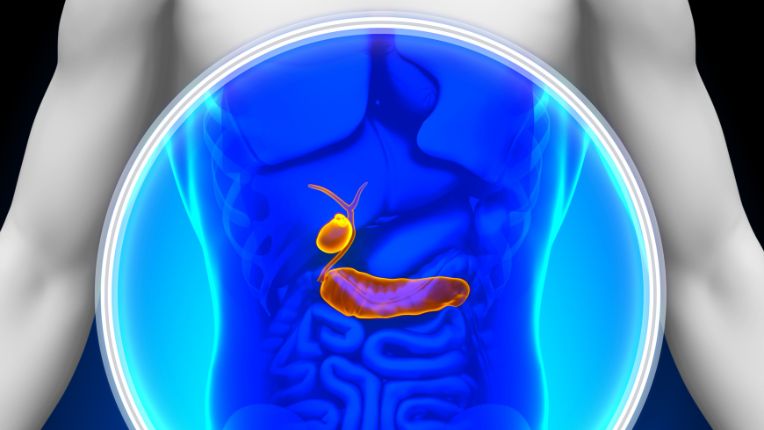 Comment détecter un cancer du pancréas ? Image de synthèse montrant le pancréas et la vésicule biliaire dans l'abdomen.