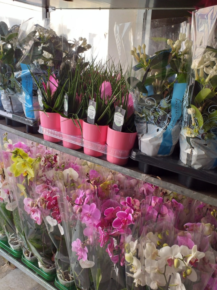 Don de plantes entreprise Moinet 2