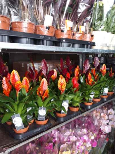 Don de plantes entreprise Moinet