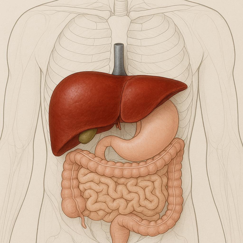 illustration du foie pour opération avec le robo Da vinci 