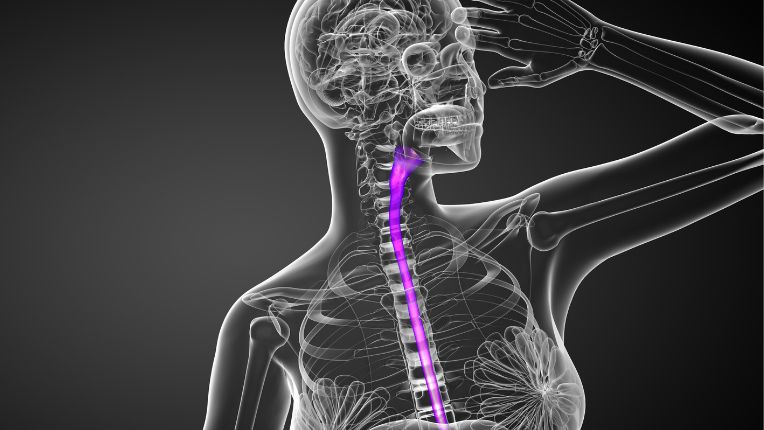 Opération de l’œsophage par robot à Montauban. Image de synthèse de l'emplacement de l'œsophage dans le corps humain, soulignée par un trait violet.