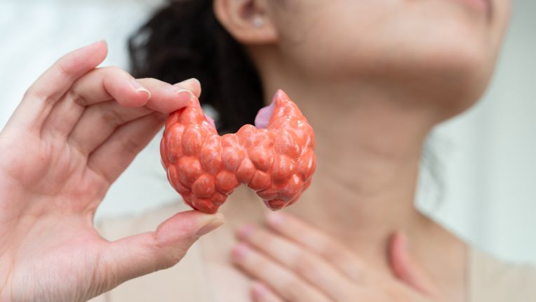 Opération de la thyroïde par robot à Montauban. Une femme présente un modèle en plastique de thyroïde avec sa forme caractéristique de papillon, devant son cou..