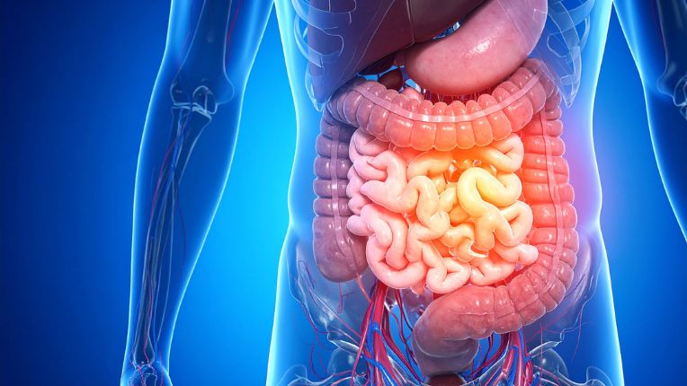 Opération du côlon par robot à Agen. Image de synthèse montrant le système digestif, particulièrement, l'estomac, l'intestin grêle, et le gros intestin (côlon).