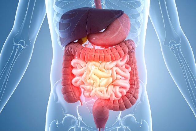 Opération de l’intestin par robot à Valenciennes. Image de synthèse du système digestif de l'être humain avec le gros intestin ou côlon.