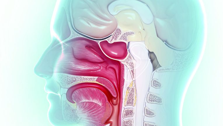Opération de la bouche par robot à Valenciennes. Visuel anatomique de la tête et de la bouche.