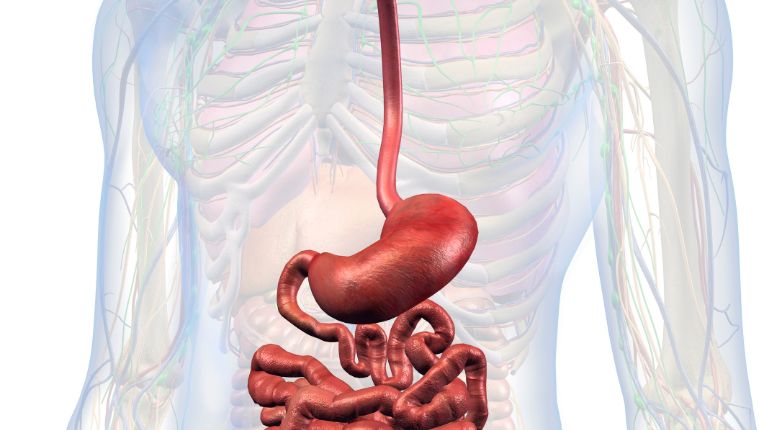 Opération de l’œsophage par robot à Brest. Image de synthèse de l'œsophage, de l'estomac et de l'intestin grêle dans le corps humain.