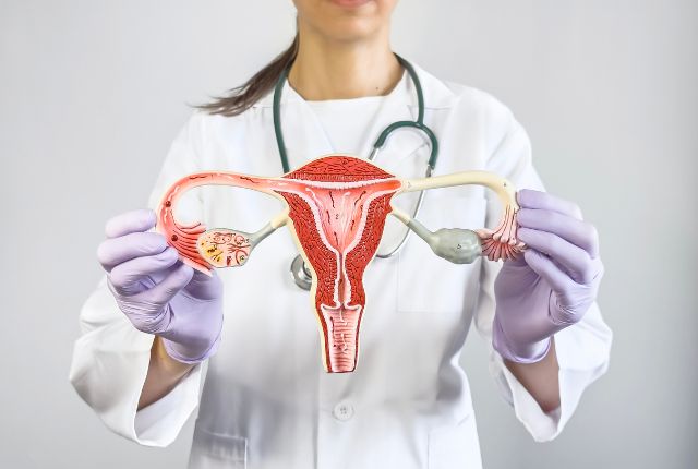 Opération des ovaires par robot à Valenciennes. Une gynécologue présente un modèle anatomique du système de reproduction de la femme.