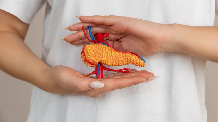 Opération du pancréas par robot à Brest. Une femme tient devant elle un modèle en plastique de pancréas, à la hauteur environ où il trouve dans l'organisme.