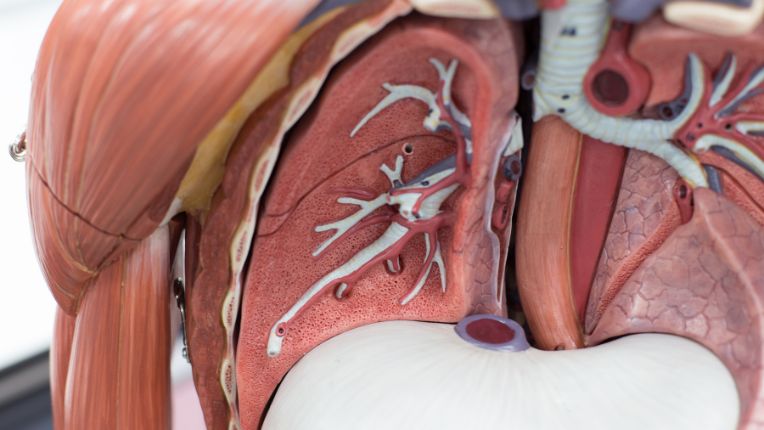 Opération de la plèvre par robot à Brest. Image d'une partie d'un mannequin écorché vif qui montre les deux poumons.