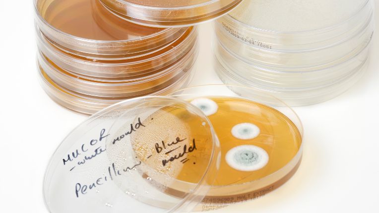 Pénicilline : définition, découverte, utilisation, dosage et allergie. Image d'une boîte de Petri avec des bactéries et des moisissures de Penicillium.