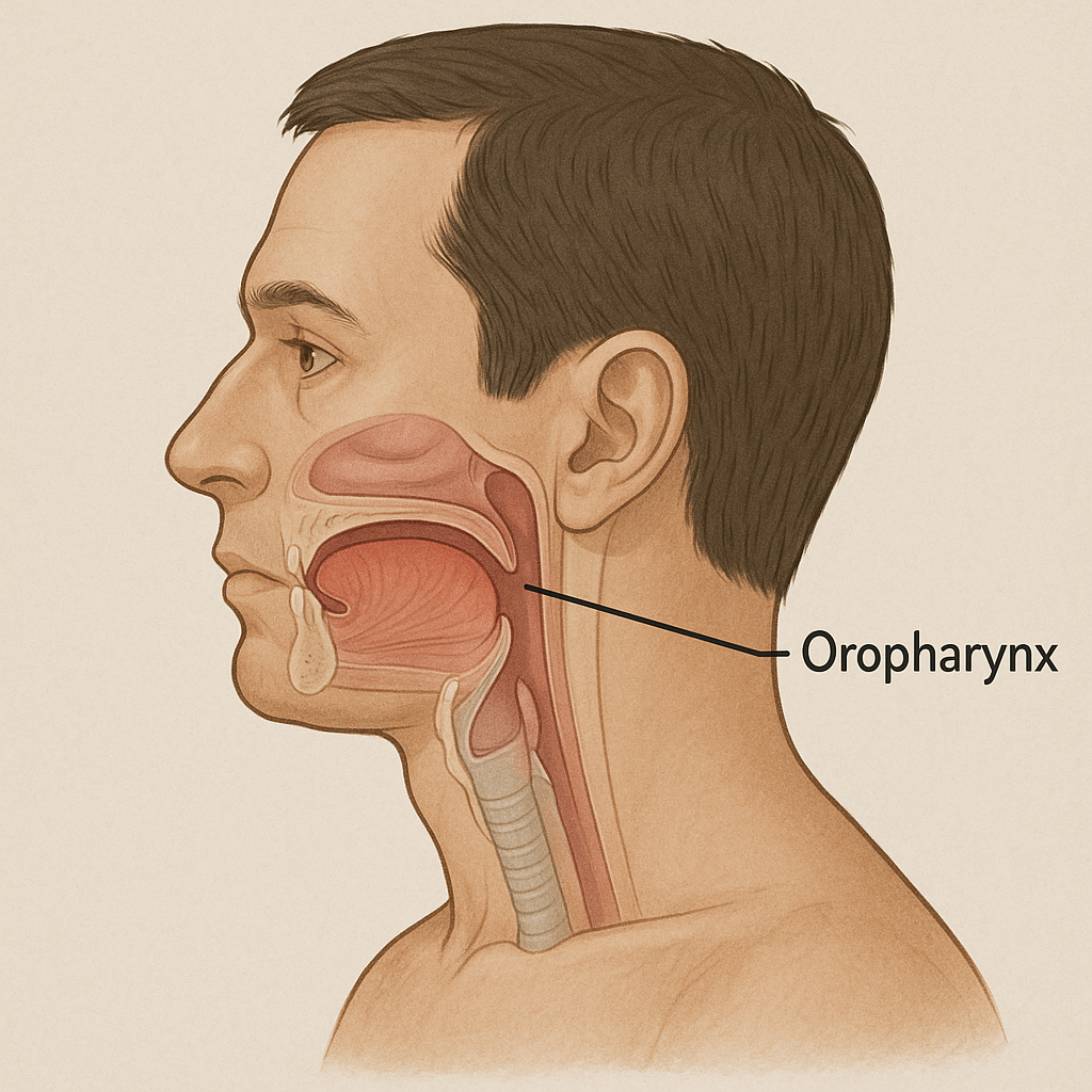 tête humaine d'un homme avec un axe sur l'oropharynx , pour situer sa localisation
