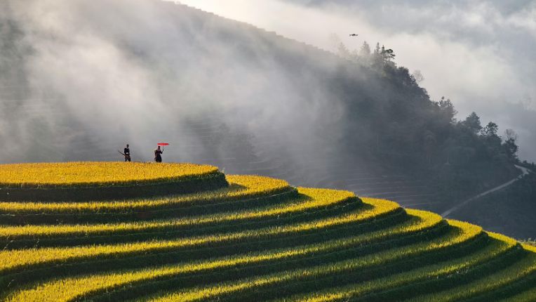 Vaccin encéphalite japonaise CVI Marseille. Image d'un rizière verte en palier en Asie du Sud-Est.