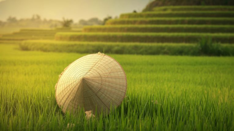 Vaccin encéphalite japonaise CVI Paris République Elsan. Image d'une rizière verte avec un parasol beige dans un pays du sud-est asiatique..